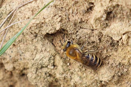 Colletes sp.